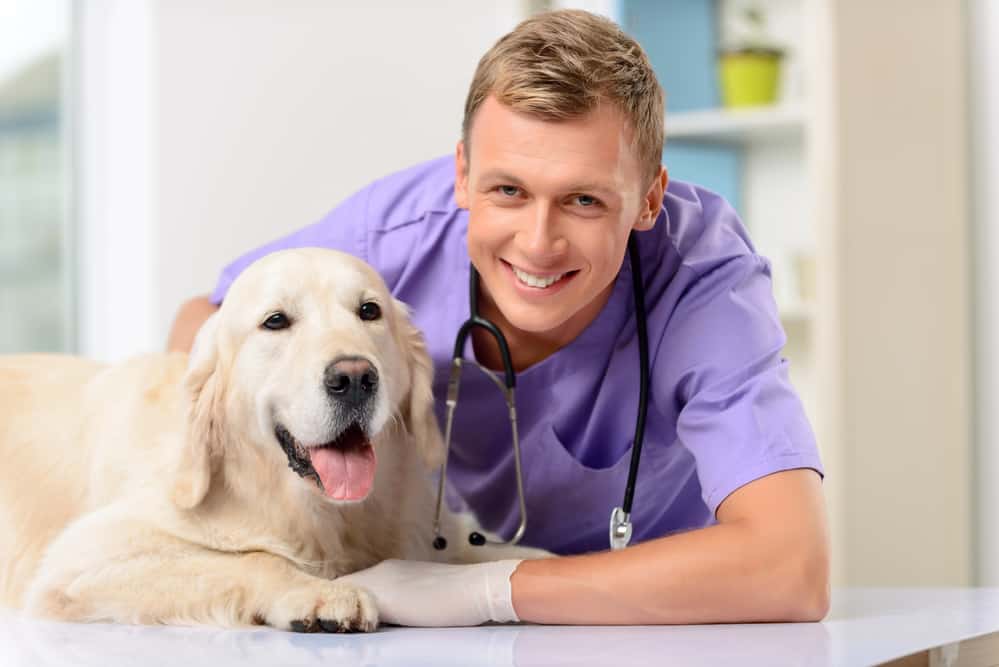 How Much Does It Cost to Spay or Neuter a Dog?