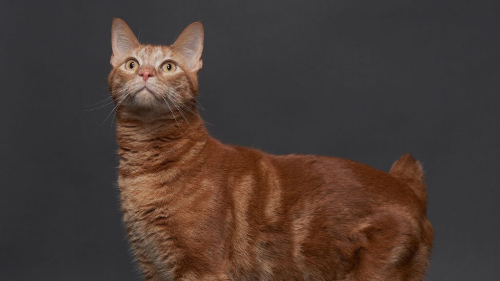 American Bobtail cat: Breed profile and information