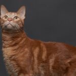 American Bobtail cat: Breed profile and information