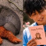 Everyone Fell in Love With Baby Monkey Punch, Now He’s Celebrating His First Birthday