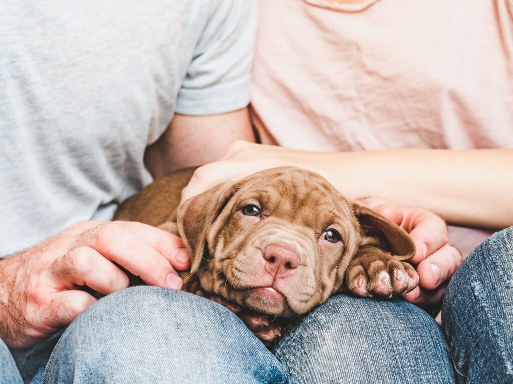 17 Tips for Dealing with the Puppy Blues: There Is Hope!