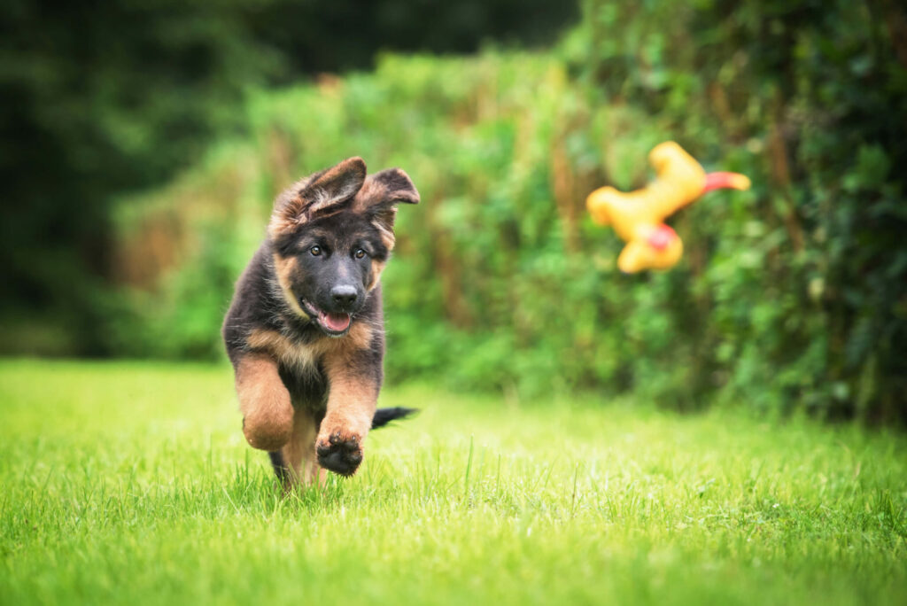  New Puppy Vaccines: A Fear Free Head Start