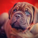 4 Best Supplements for Dogue De Bordeaux Puppies (+1 to Avoid)