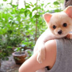 New campaign celebrates health benefits of companion animals