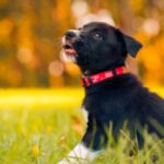 500 African Dog Names – Puppy Leaks