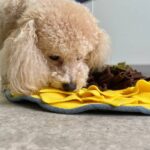 The One Important Thing Most Dogs Are Missing Out On — Dogster