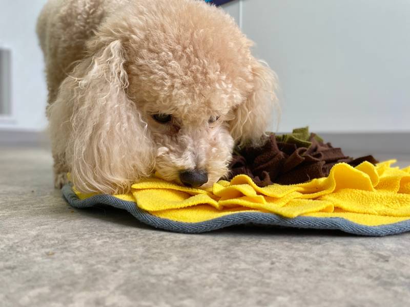 The One Important Thing Most Dogs Are Missing Out On — Dogster