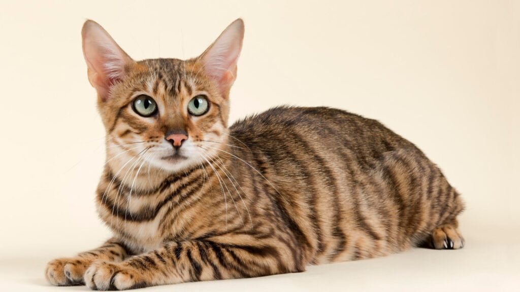 Toyger cats: Breed profile and information