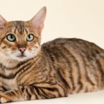 Toyger cats: Breed profile and information