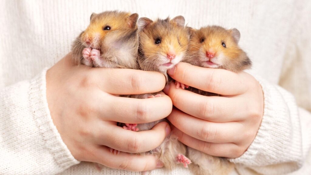 Types of hamsters: Tame pets and wild breeds