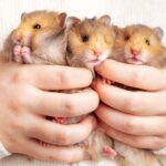 Types of hamsters: Tame pets and wild breeds