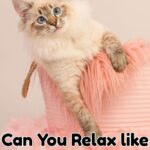Purr-fect Partners for Seniors: Calm and Affectionate Cat Breeds