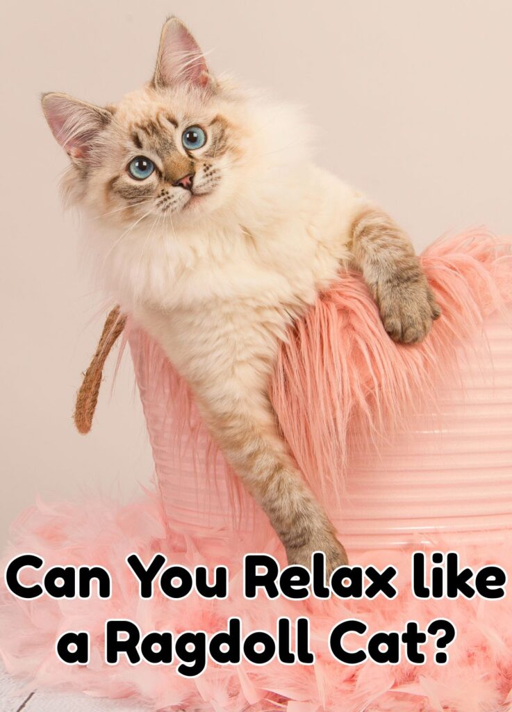 Purr-fect Partners for Seniors: Calm and Affectionate Cat Breeds