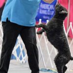 ‘Rain’ Reps Spanish Water Dogs at Obedience Championships