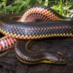 Rainbow Snakes Declining In North Carolina