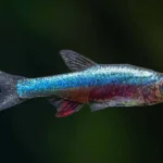 In the Aquarium Hobby, It’s a Small World After All
