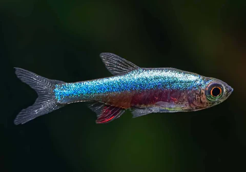 In the Aquarium Hobby, It’s a Small World After All