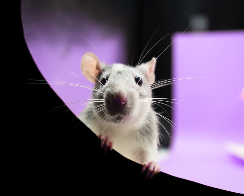 Experimenter Kicked Off Her Own Cruel Experiments at UMass Chan