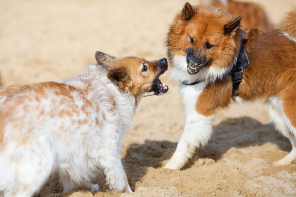 Basic Steps For Reactive Dog Training