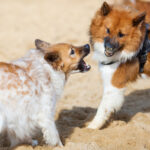 Basic Steps For Reactive Dog Training