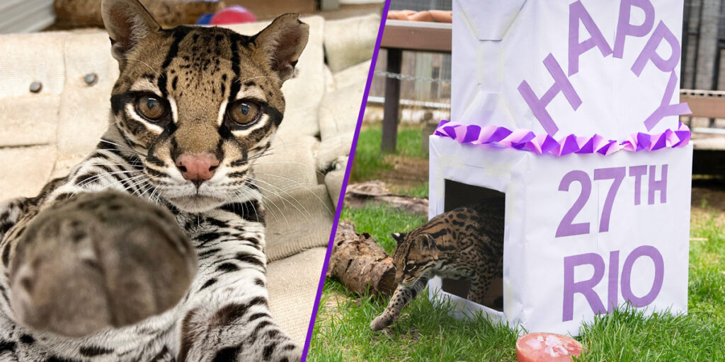 AMEOWzing! Rio the Ocelot Celebrates Her 27th Birthday