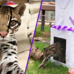 AMEOWzing! Rio the Ocelot Celebrates Her 27th Birthday