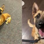 Police K-9 Who Lost a Leg in the Line of Duty Receives Historic Honor
