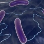 Overview of Bacterial Pathogens Affecting Companion Birds