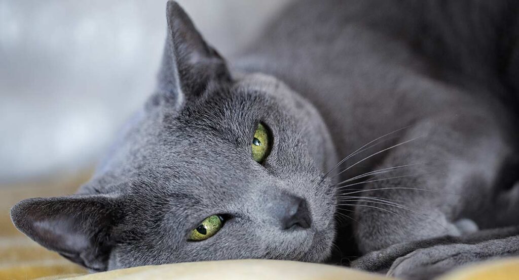 Why the Russian Blue Cat is Stealing Hearts Worldwide