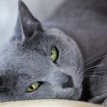 Why the Russian Blue Cat is Stealing Hearts Worldwide