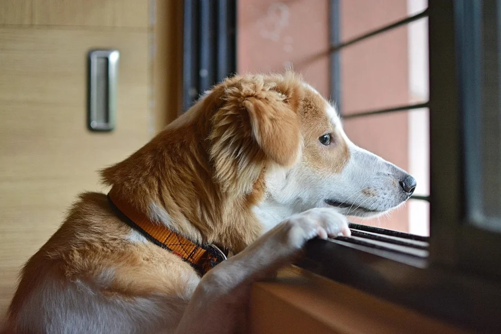 Do Dogs Get Lonely? The Difference Between Missing You And Actually Struggling