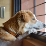 Do Dogs Get Lonely? The Difference Between Missing You And Actually Struggling