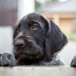 How To Remove Skunk Smell From Your Dog