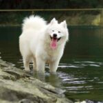 What is the biggest white dog breed? Simple and Effective Tips – KeepingDog
