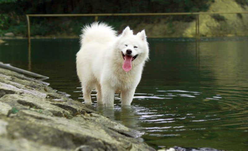 What is the biggest white dog breed? Simple and Effective Tips – KeepingDog