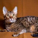 Savannah Cat: Breed Info, Facts, Care & Pictures