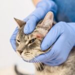Top Causes of Scabs on a Cat’s Chin + How to Help [Vet Advice] [Vet Advice]