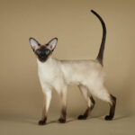 Himalayan Gene in Cats – Cat-World