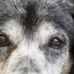 Best 9 foods for eye health in dogs and cats