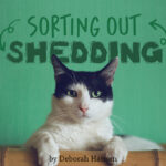 Sorting Out Shedding – Groomer to Groomer