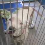 We Talked to Thousands of People Who Returned Their Dogs. Here’s What They Wish They’d Known