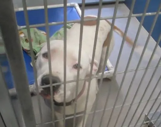 We Talked to Thousands of People Who Returned Their Dogs. Here’s What They Wish They’d Known