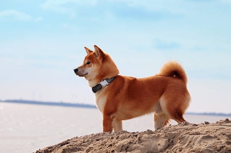 15 Amazing Dog Friendly Beaches in Delaware (2024 Update)
