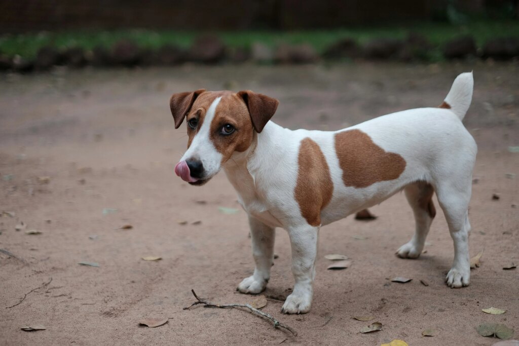 Is Your Terrier At Risk? 10 Common Jack Russell Terrier Health Issues You Shouldn’t Ignore