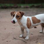 Is Your Terrier At Risk? 10 Common Jack Russell Terrier Health Issues You Shouldn’t Ignore