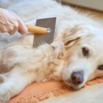 Tired of Excessive Shedding? Try Adding This One Ingredient To Your Dog’s Diet