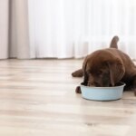 Does Your Puppy’s Food Have These 3 Key Nutritional Pillars?
