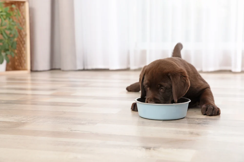 Does Your Puppy’s Food Have These 3 Key Nutritional Pillars?