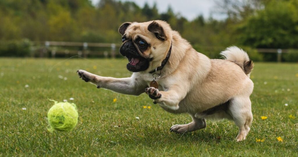 The Best 7 Pug Activity Trackers For 2026
