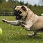 The Best 7 Pug Activity Trackers For 2026